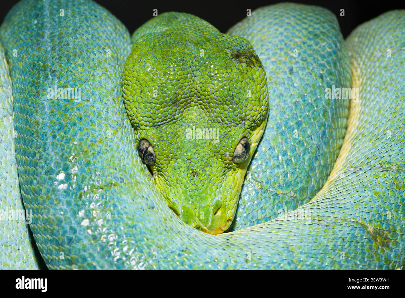 Green Tree Python, Morelia viridis, en Papouasie occidentale, Indonésie Misool Banque D'Images