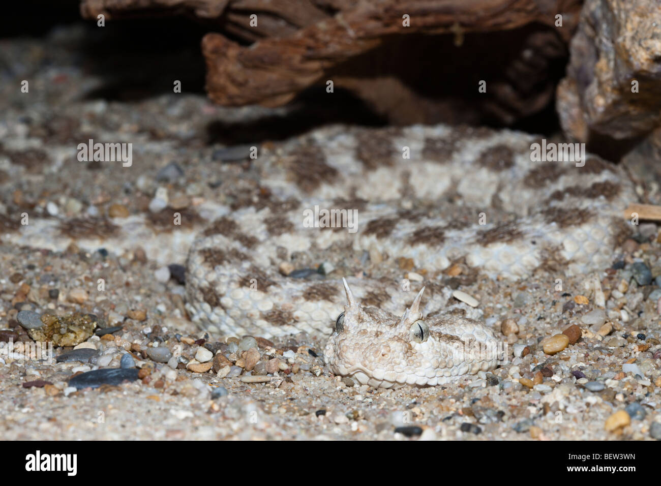 Viper désert cornes, Cerastes cerastes, Désert de Libye, Egypte Banque D'Images