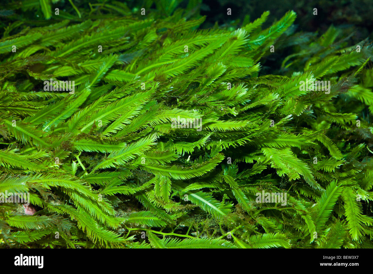 Les algues tueuses, Caulerpa Caulerpa, Mer Méditerranée, France Banque D'Images