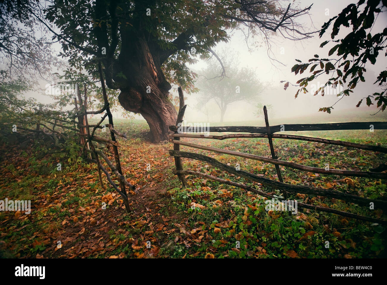 Forêt de brouillard du matin Banque D'Images