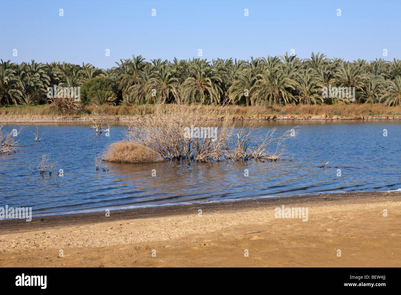 Mer de Bahariya Oasis, oasis de Bahariya, Désert de Libye, Egypte Banque D'Images