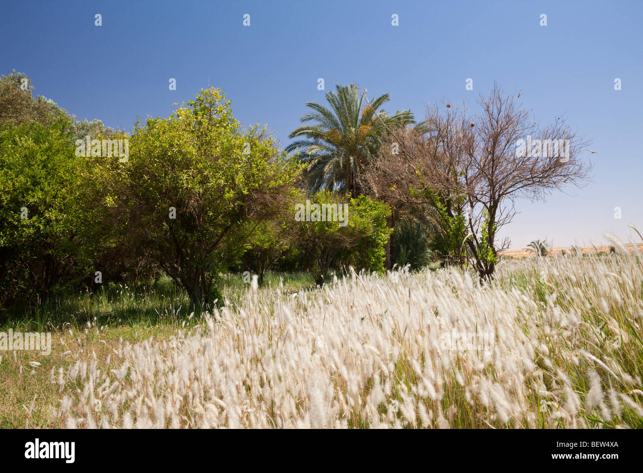 La végétation Bahariya Oasis, oasis de Bahariya, Désert de Libye, Egypte Banque D'Images
