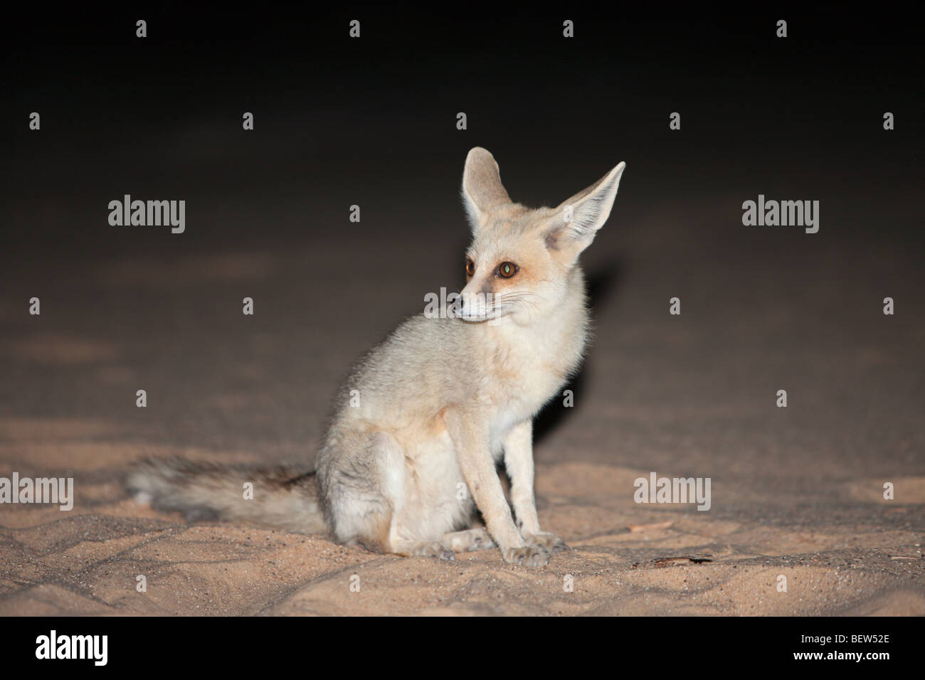 Renard la nuit Banque de photographies et d’images à haute résolution Alamy