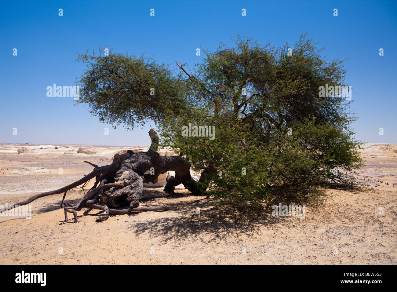 Vieux Acacia Al Salta dans oasis Ain Khadra près du Parc National du Désert Blanc, Désert de Libye, Egypte Banque D'Images