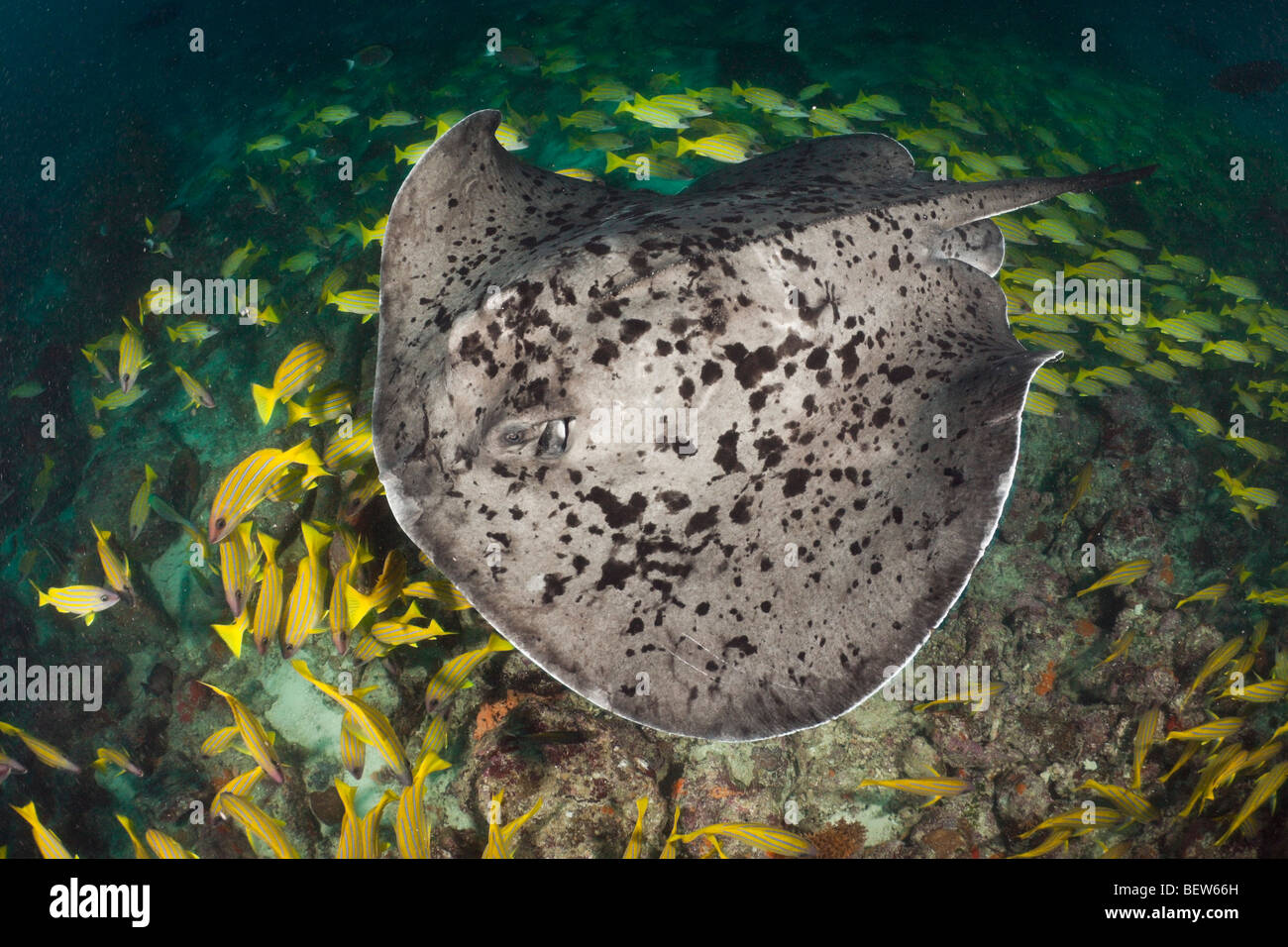 Blotched Fantail Stingray, Taeniura meyeni, House Reef Ellaidhoo, North Ari Atoll, Maldives Banque D'Images