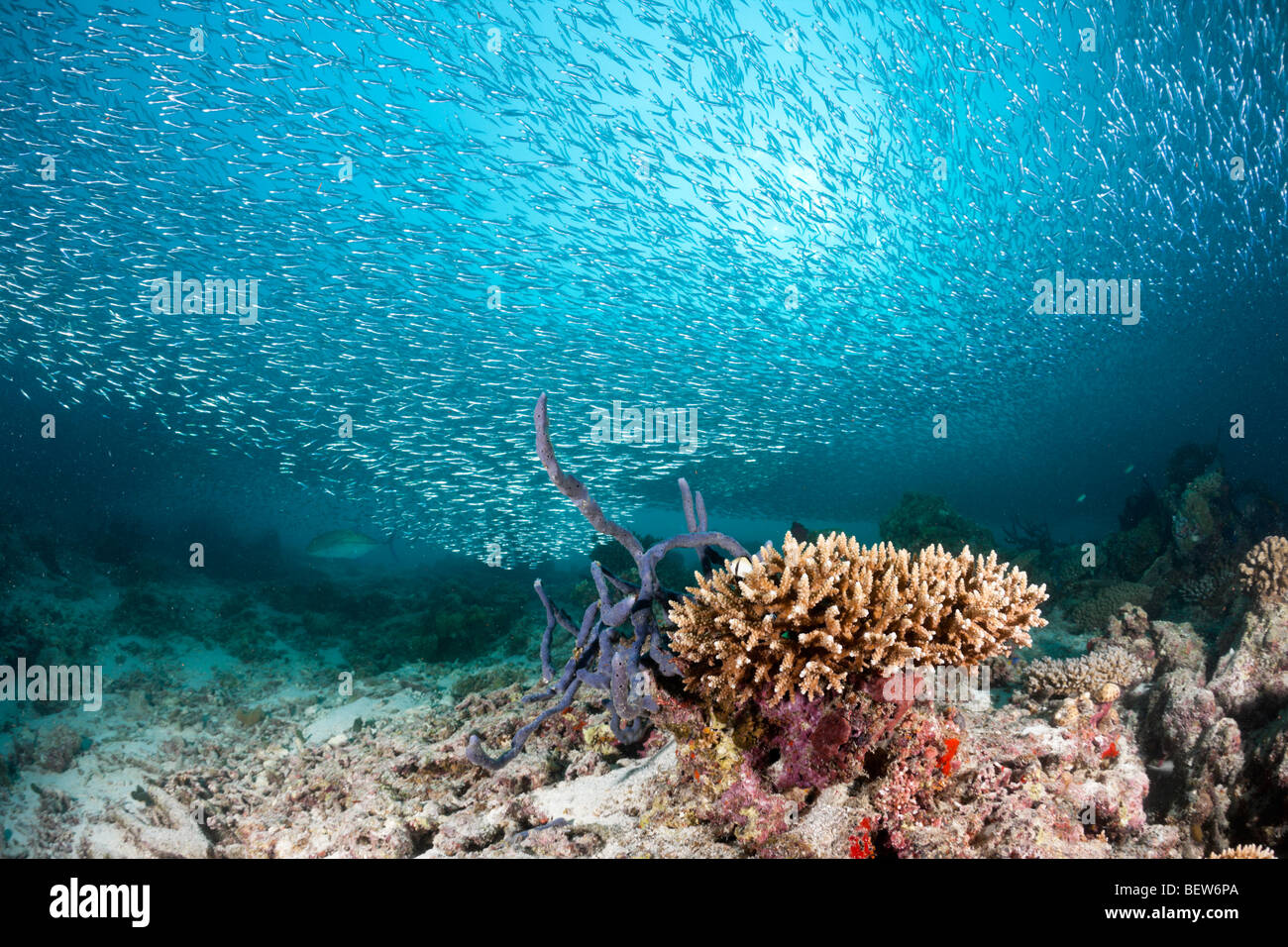 Fusiliers de sardine sur Coral Reef, Dipteryginotus balteatus, Medhu Faru Reef, South Male Atoll, Maldives Banque D'Images