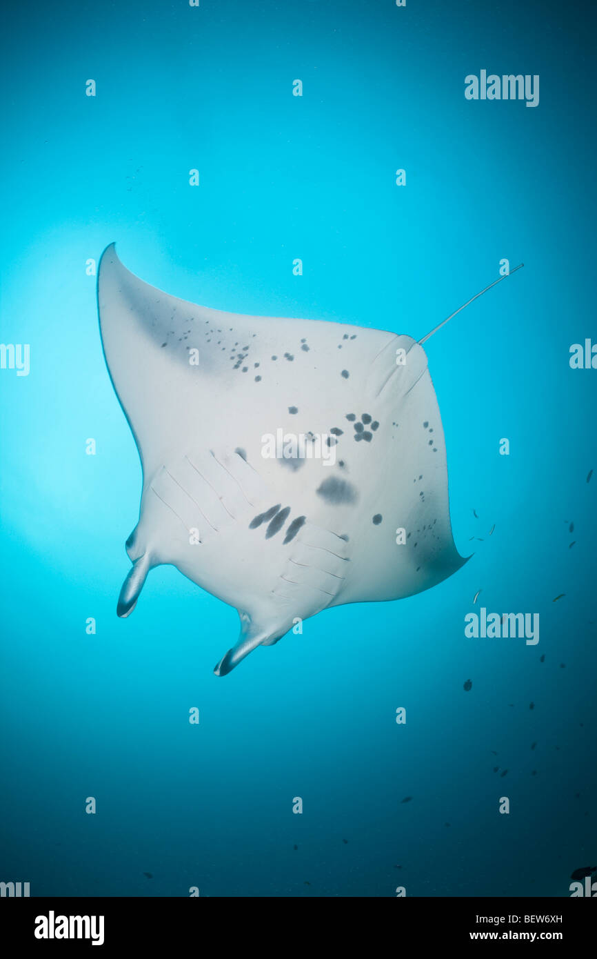 Raie Manta, Manta birostris Kandooma, Manta Point, South Male Atoll, Maldives Banque D'Images