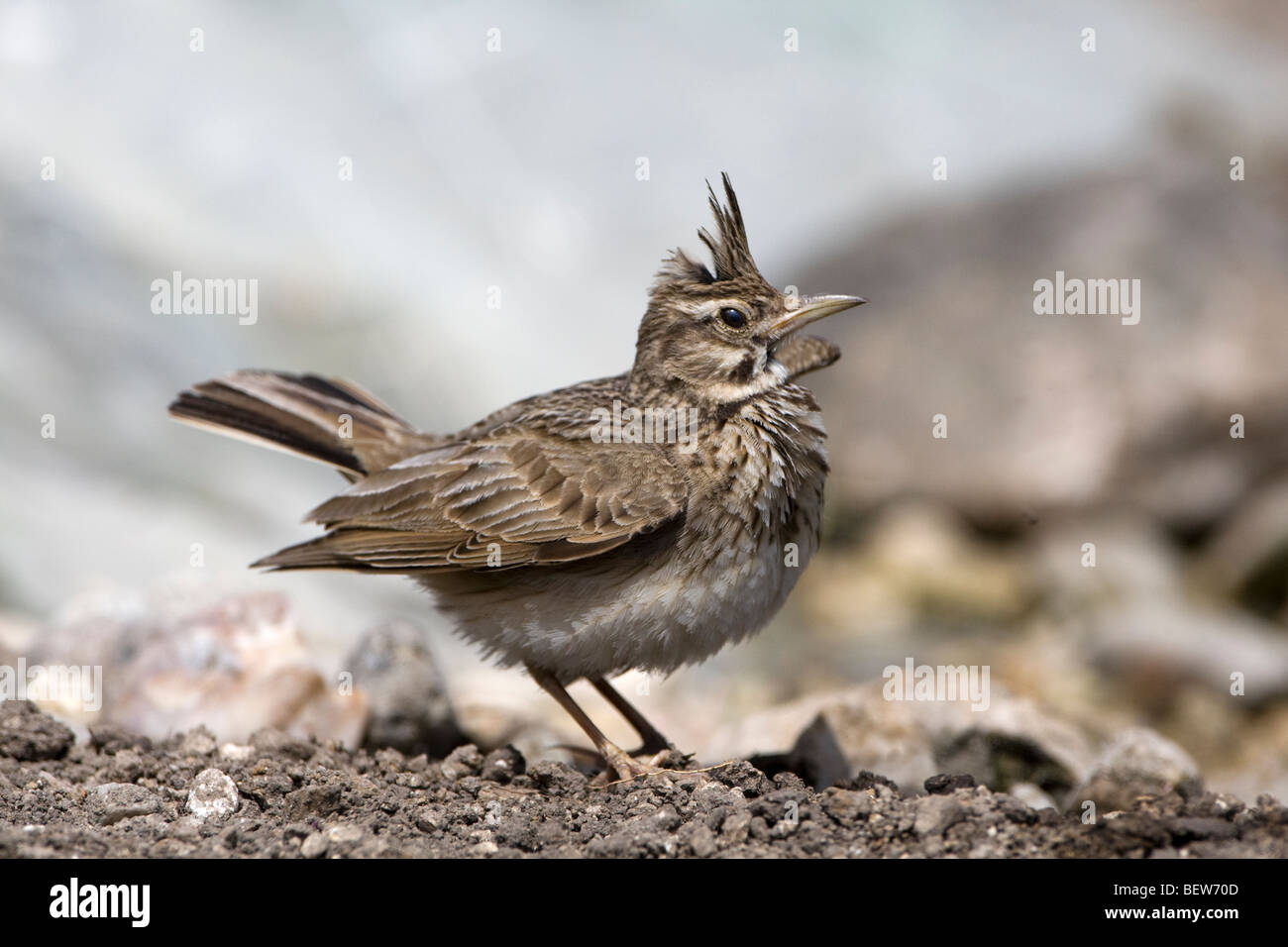 (Galerida cristata Crested Lark) perché sur le terrain l'affichage Banque D'Images