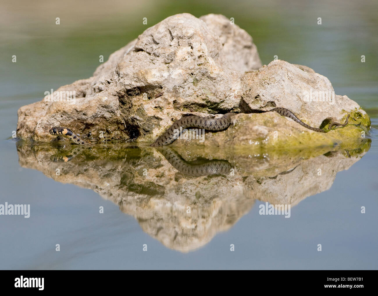 Couleuvre à collier (Natrix natrix) sur la roche dans l'eau avec la réflexion Banque D'Images