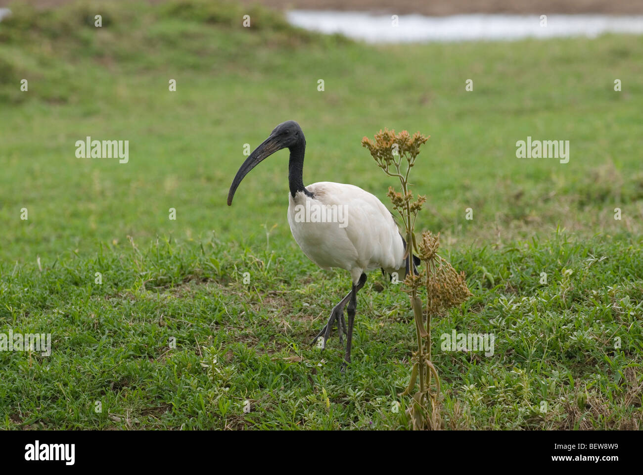 Ibis sacré (Threskiornis aethiopicus), Kenya, side view Banque D'Images