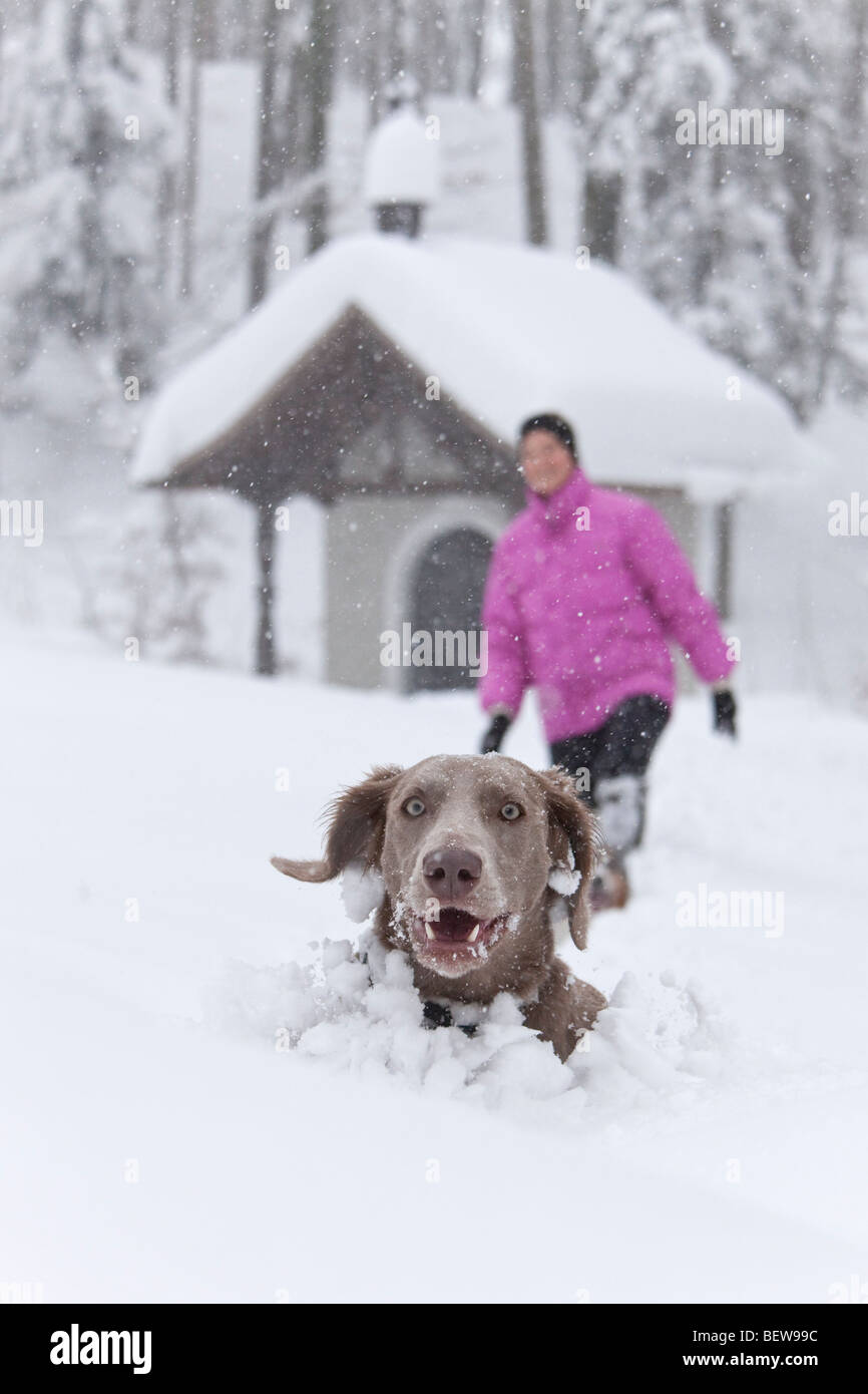 Chien, de la neige profonde, l'une personne à l'arrière-plan, Elsbethen, Salzburger Land, Autriche Banque D'Images