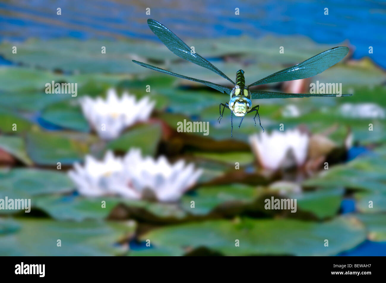 Hawker Aeshna cyanea (sud) volant au-dessus des nénuphars, close-up Banque D'Images