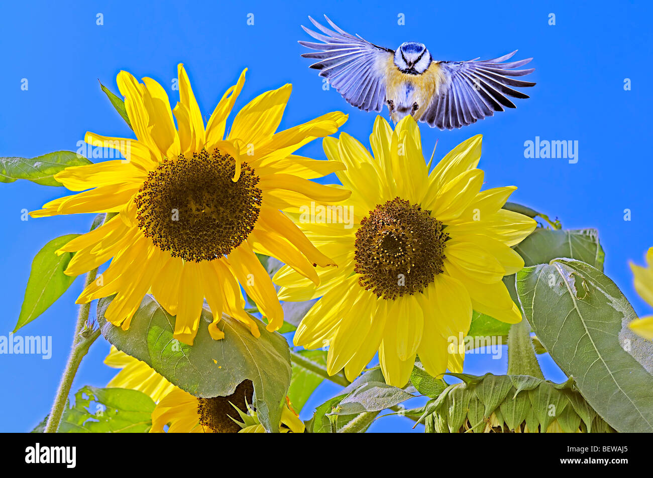 Mésange bicolore (Parus) voyageant sur les tournesols, low angle view Banque D'Images