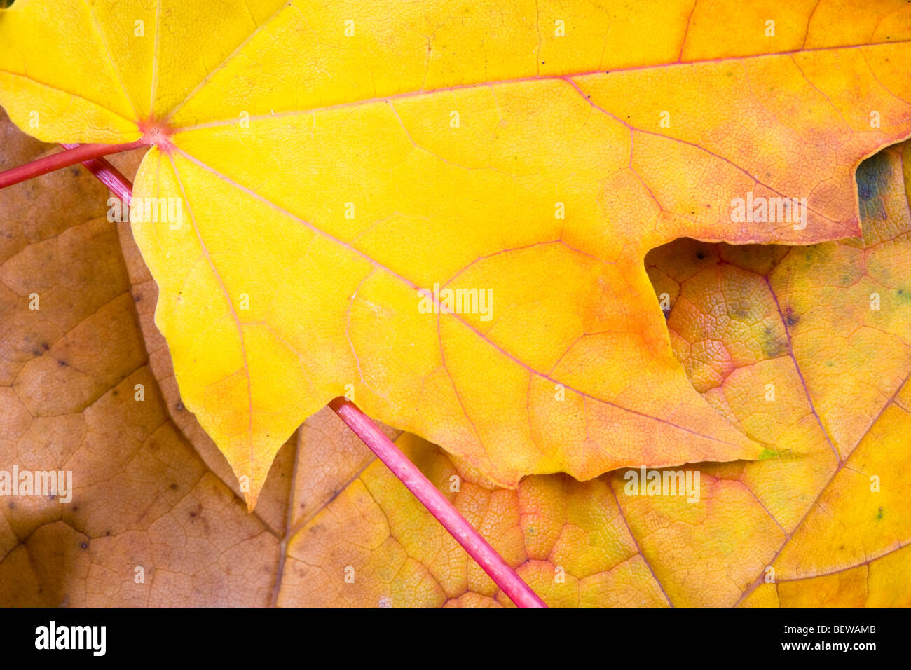 Les feuilles d'automne sycomore Acer pseudoplatarus (Aceraceae) Banque D'Images