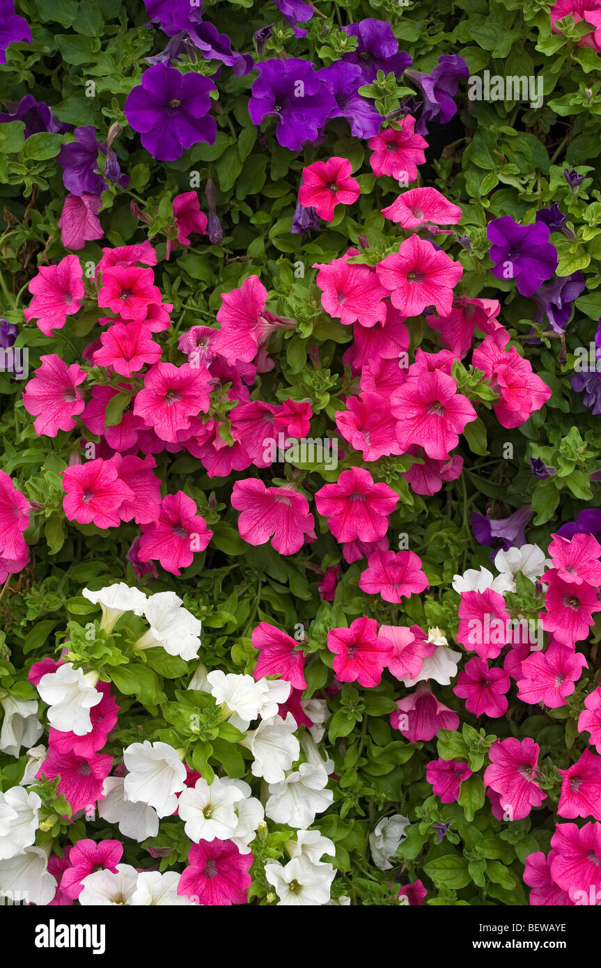 Gros plan de fleurs mélangées de pétunias roses violettes et blanches dans un panier à fleurs suspendu Banque D'Images