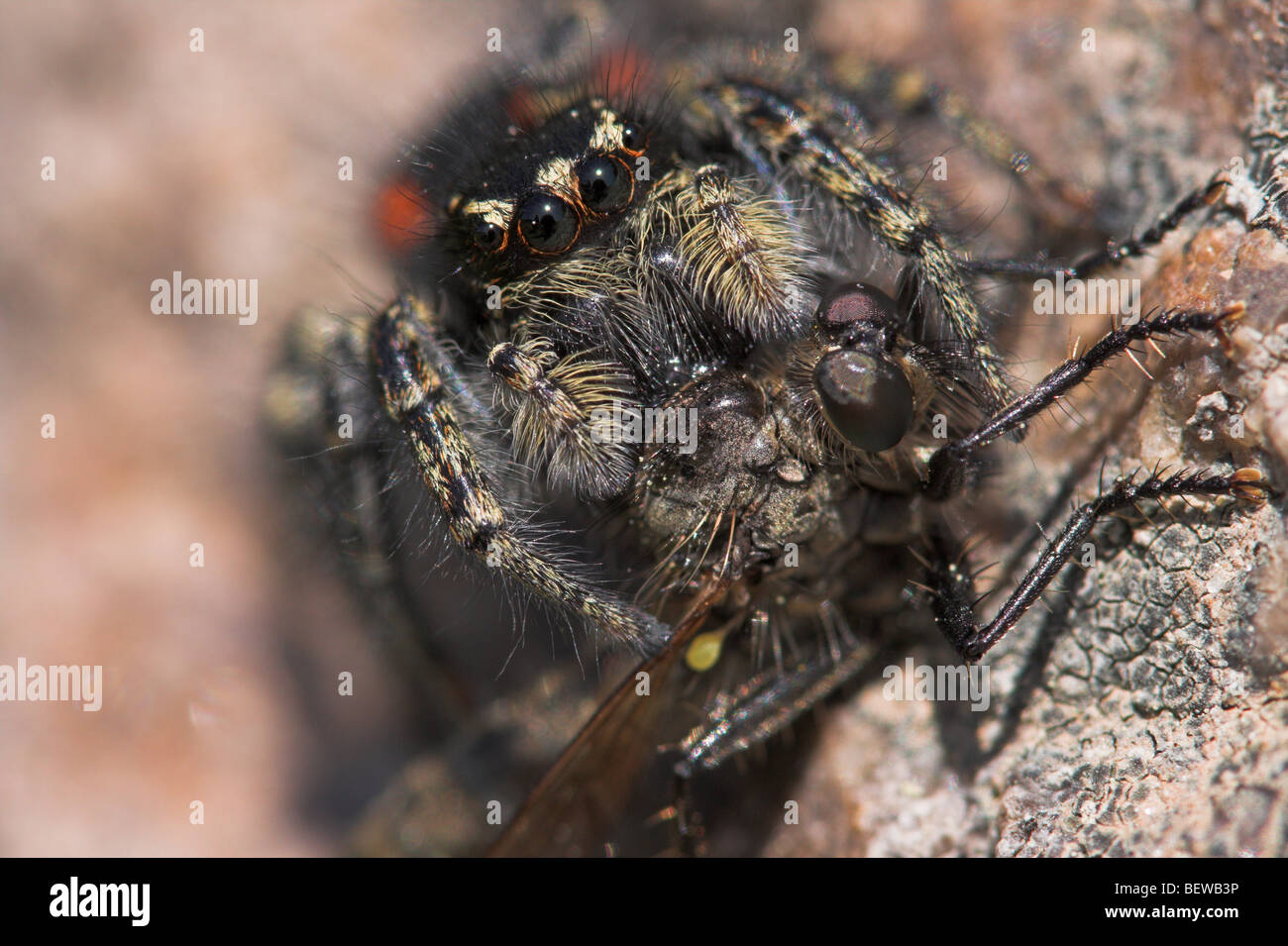 Araignée brune avec des insectes proies, macro shot Banque D'Images