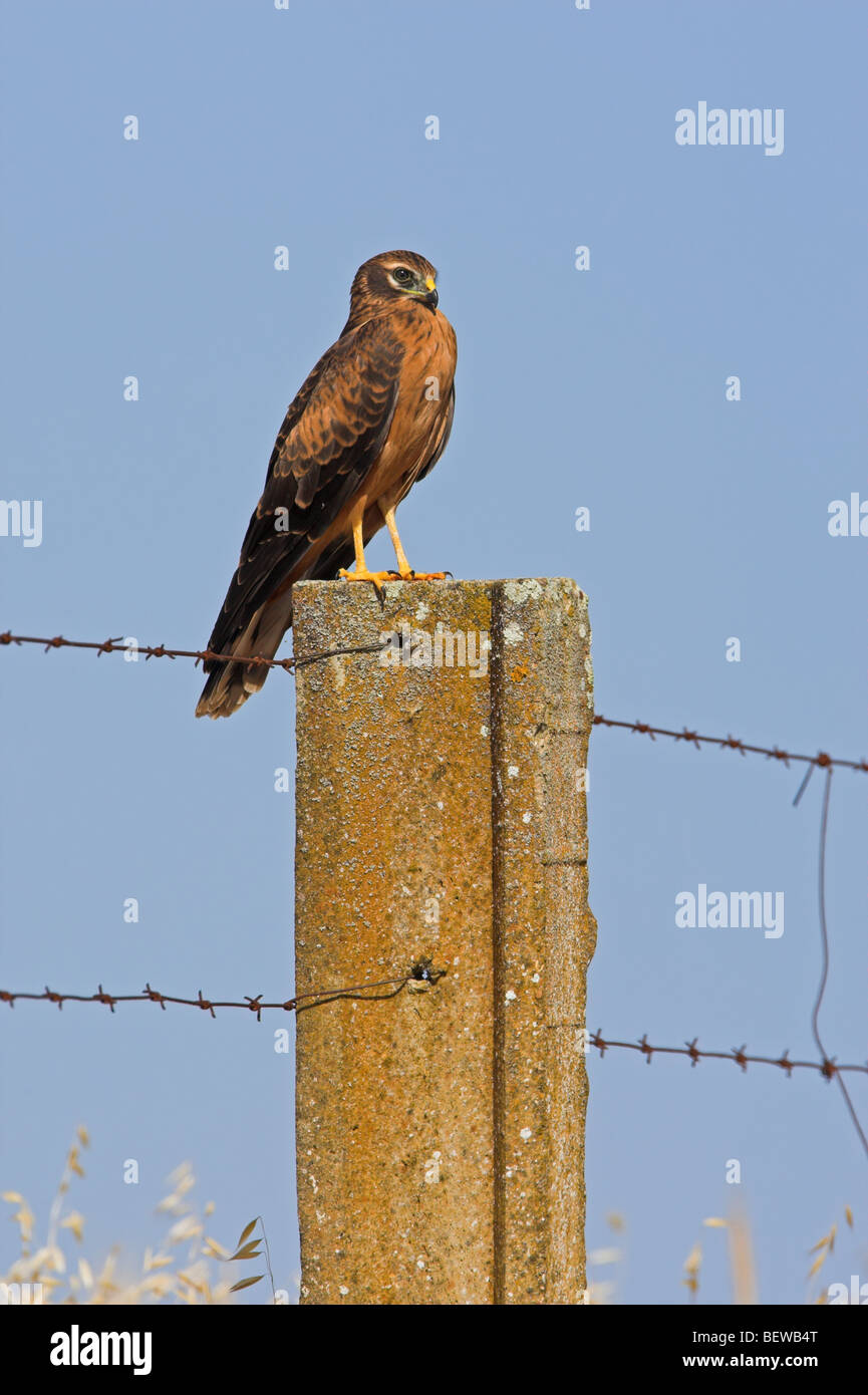 Montaigu (Harrier Circus pygargus) sitting on fencepost Banque D'Images