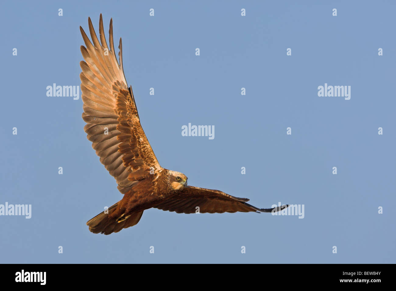 Western busard des roseaux (Circus aeruginosus) dans l'air, vue de dessous Banque D'Images