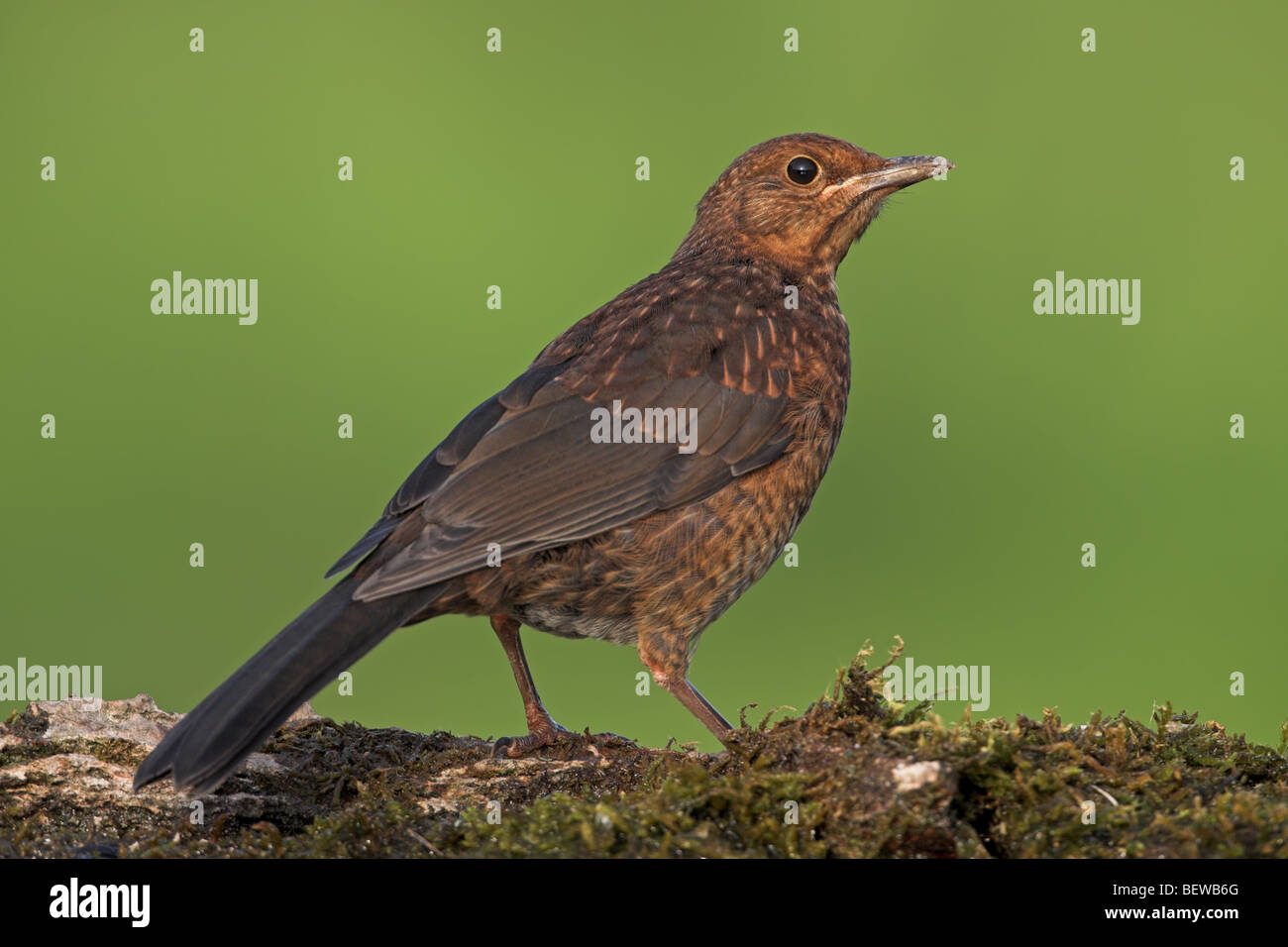 Merle noir (Turdus merula) assis sur le lit de mousse, side view Banque D'Images