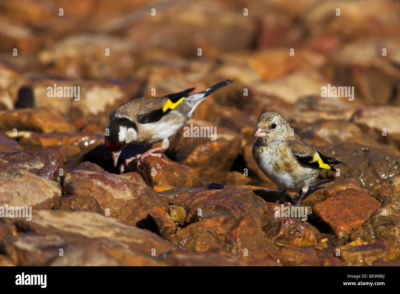 Paire d'Chardonneret (Carduelis carduelis) assis sur les pierres au bord de l'eau Banque D'Images