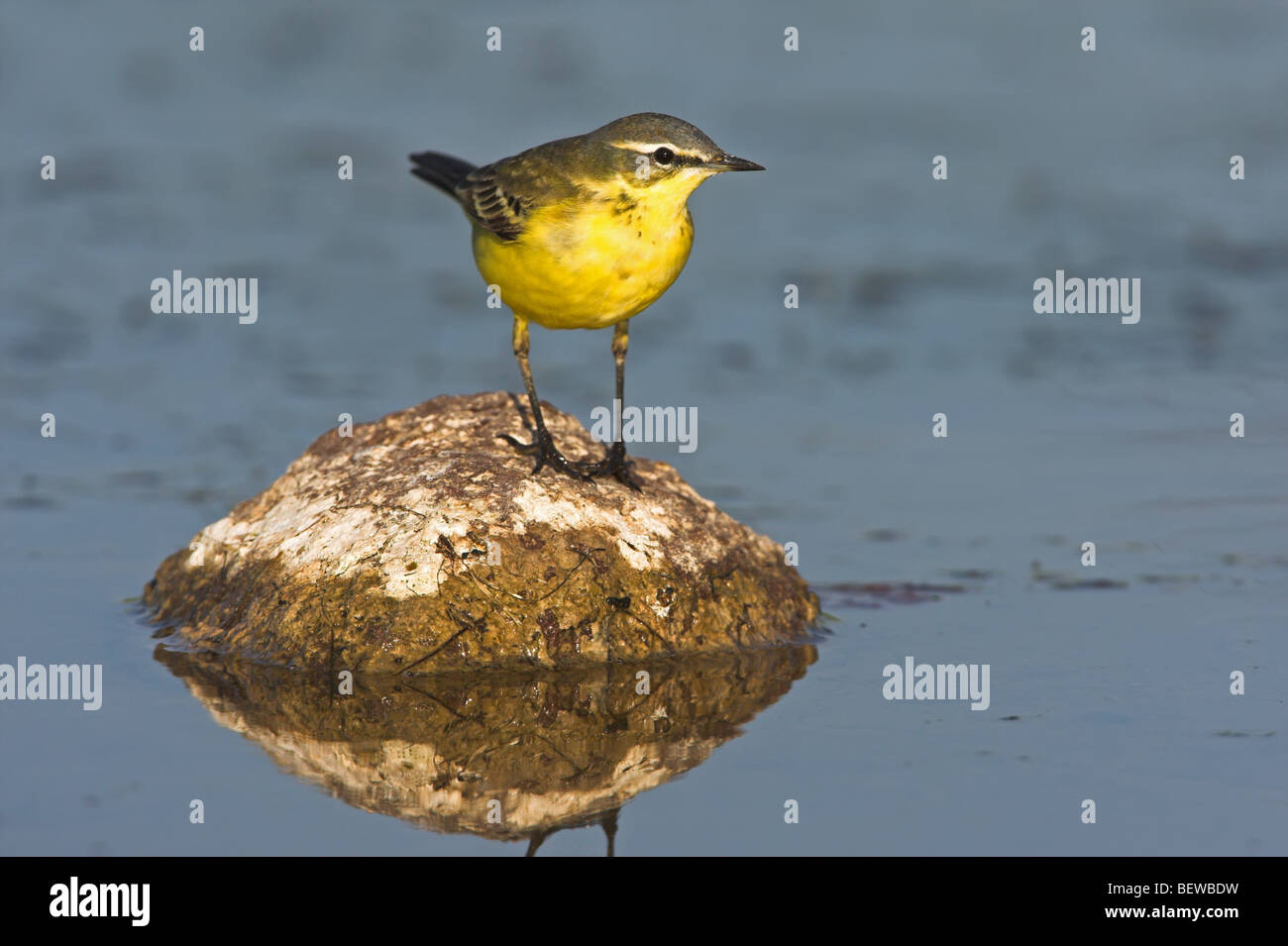 Bergeronnette à tête bleue (Motacilla flava flava) assis sur des pierres dans l'eau Banque D'Images