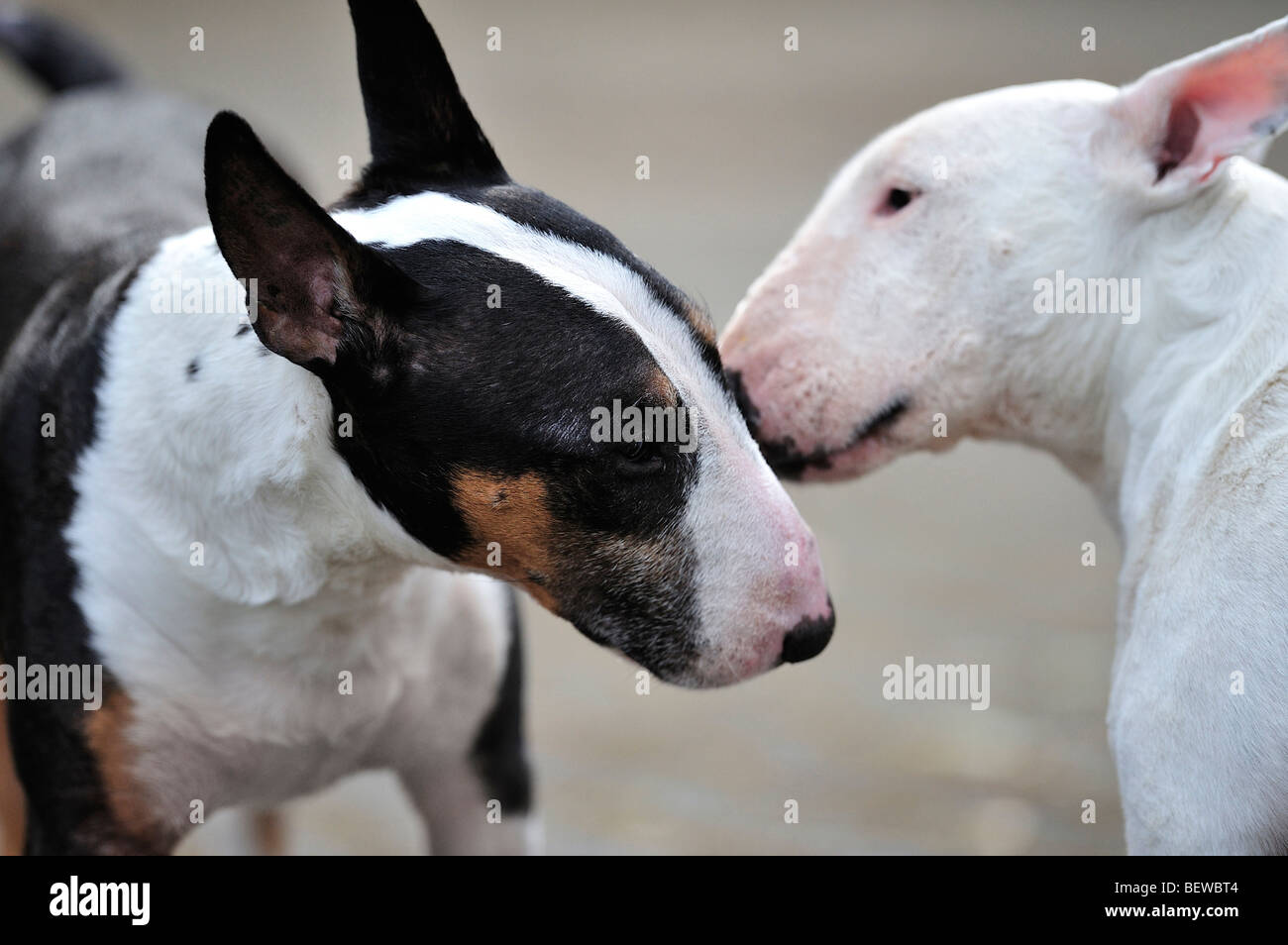 Deux bull terriers, side view Banque D'Images