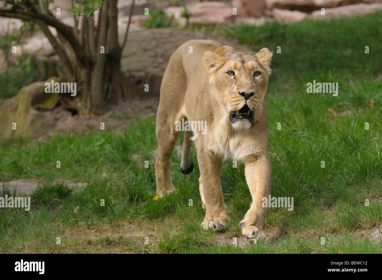 Femme lion (Panthera leo), full shot Banque D'Images