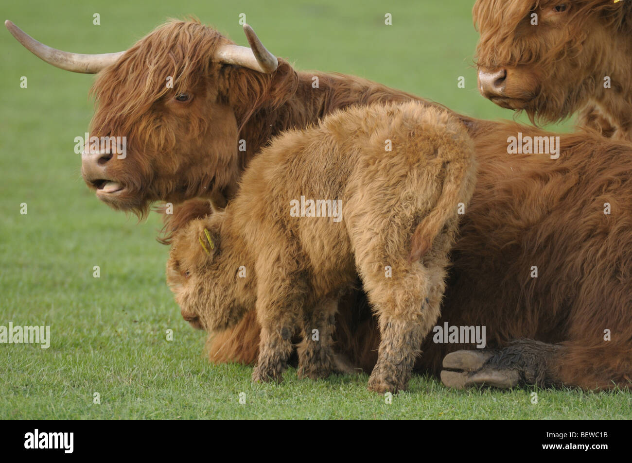 Trois Montafon brown cattles (Bos primigenius f. taurus) sur un pré, side view Banque D'Images