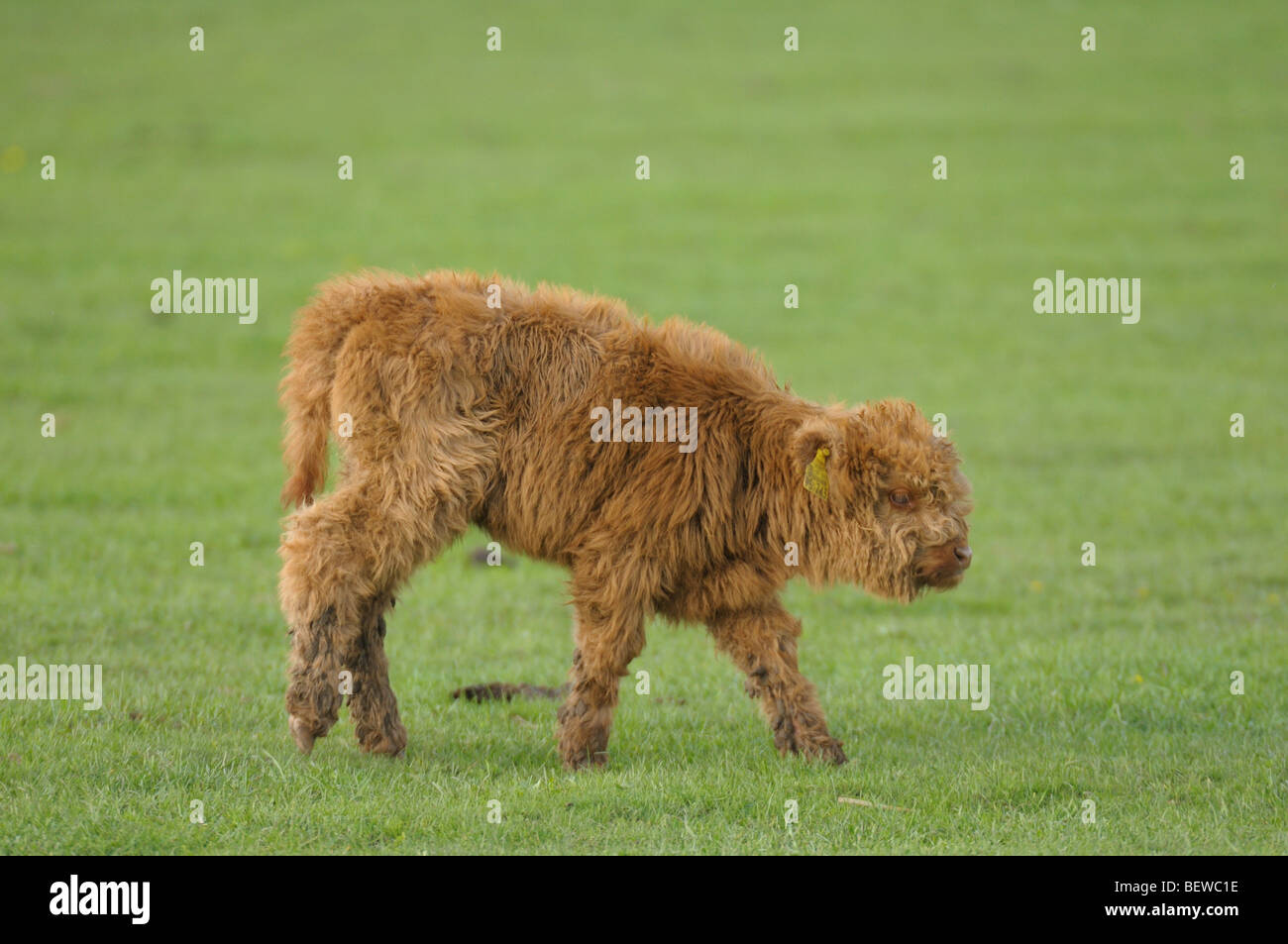 Montafon brown bovins (Bos primigenius f. taurus) sur un pré, side view Banque D'Images