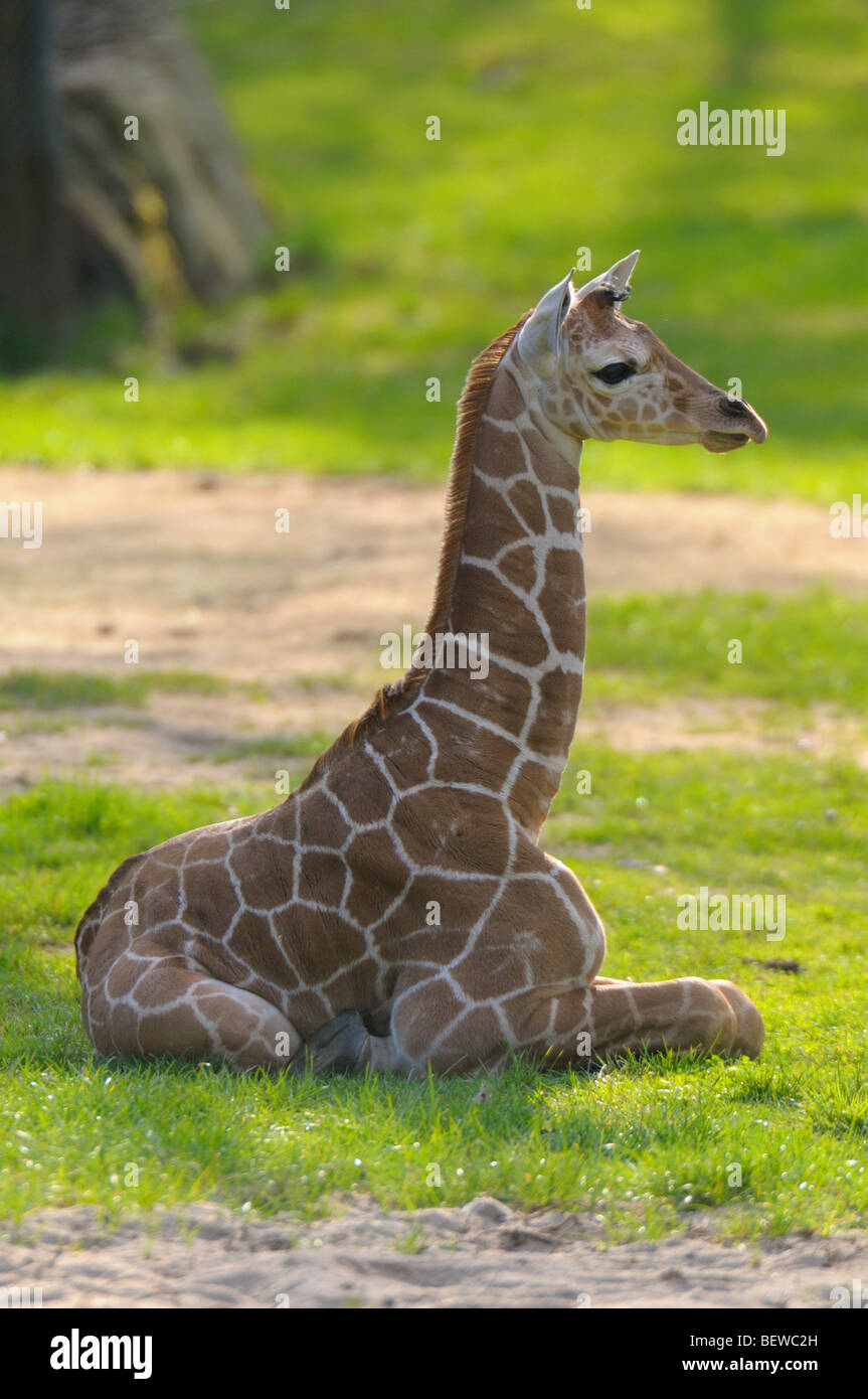 Les jeunes (Giraffa camelopardalis giraffa) assis sur un pré, full shot Banque D'Images