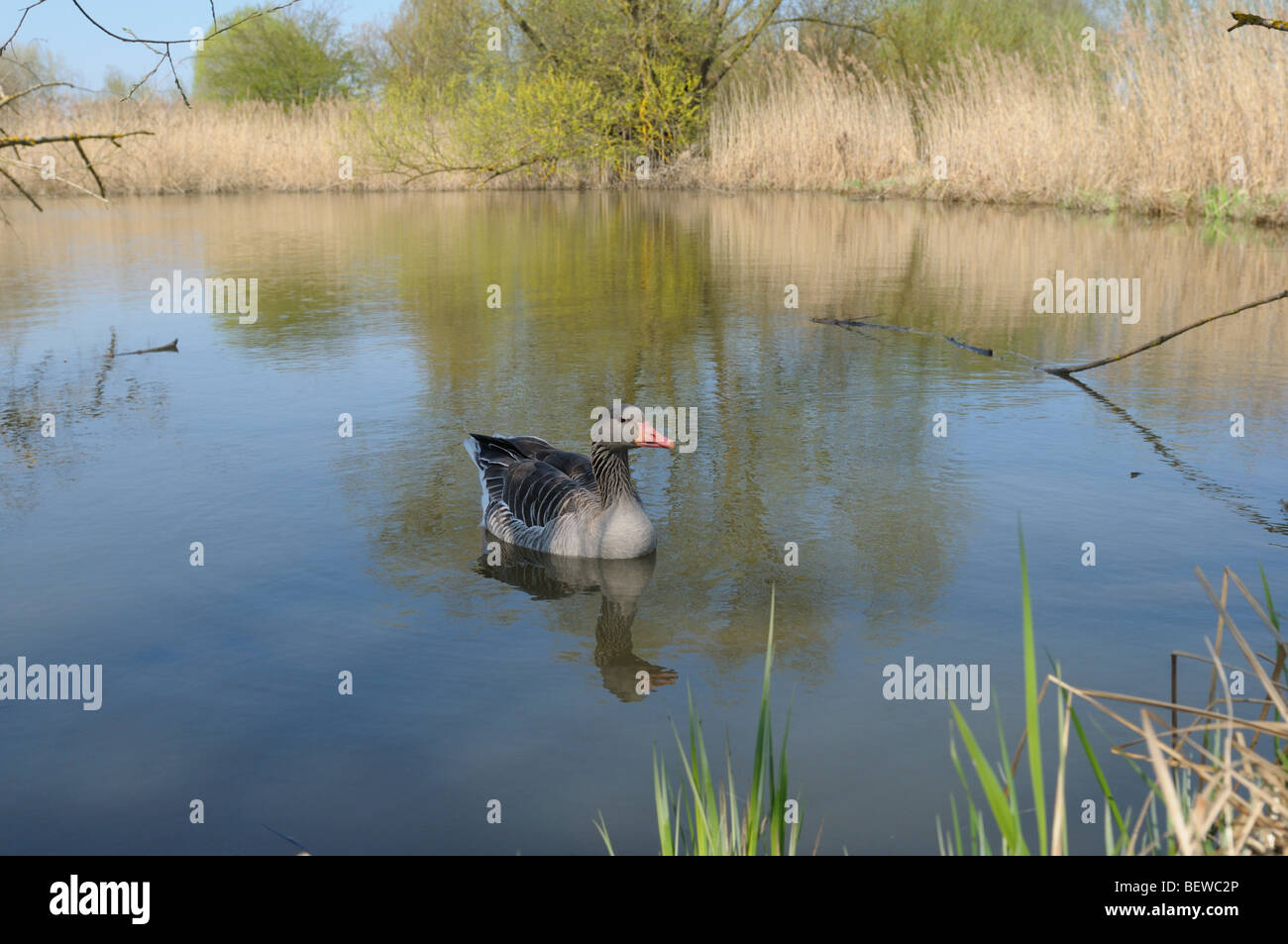 Gray goose (Anser anser), Muhr au lac Banque D'Images