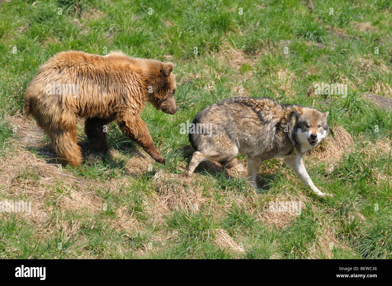 Ours brun (Ursus arctos) à la suite de wolf (Canis lupus), full shot Banque D'Images