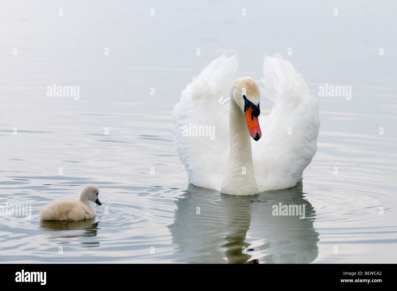 Mute swan (Cygnus olor) natation avec chick, Bavière, Allemagne Banque D'Images