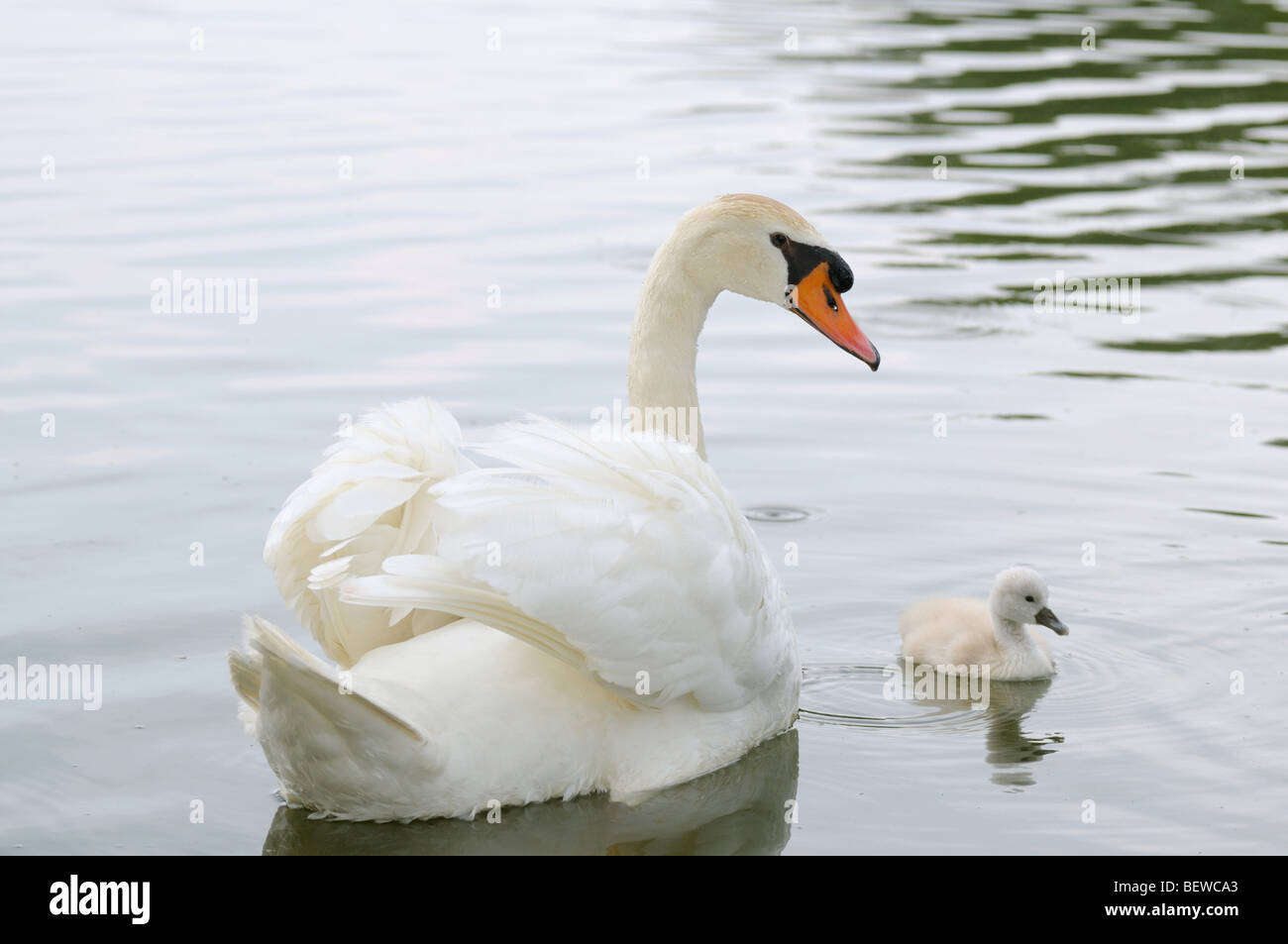 Mute swan (Cygnus olor) natation avec chick, Bavière, Allemagne Banque D'Images