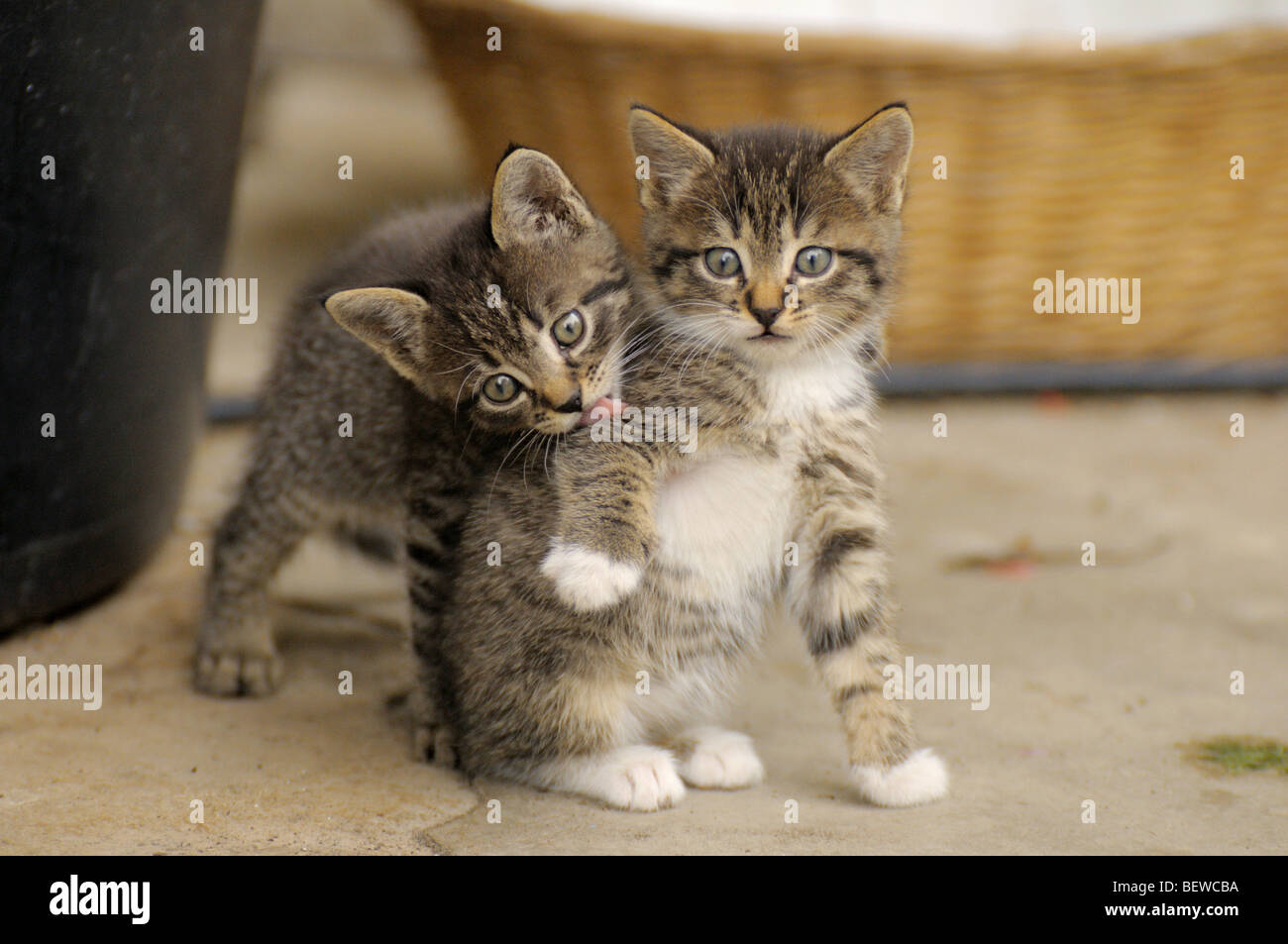 Deux chatons, portrait Banque D'Images