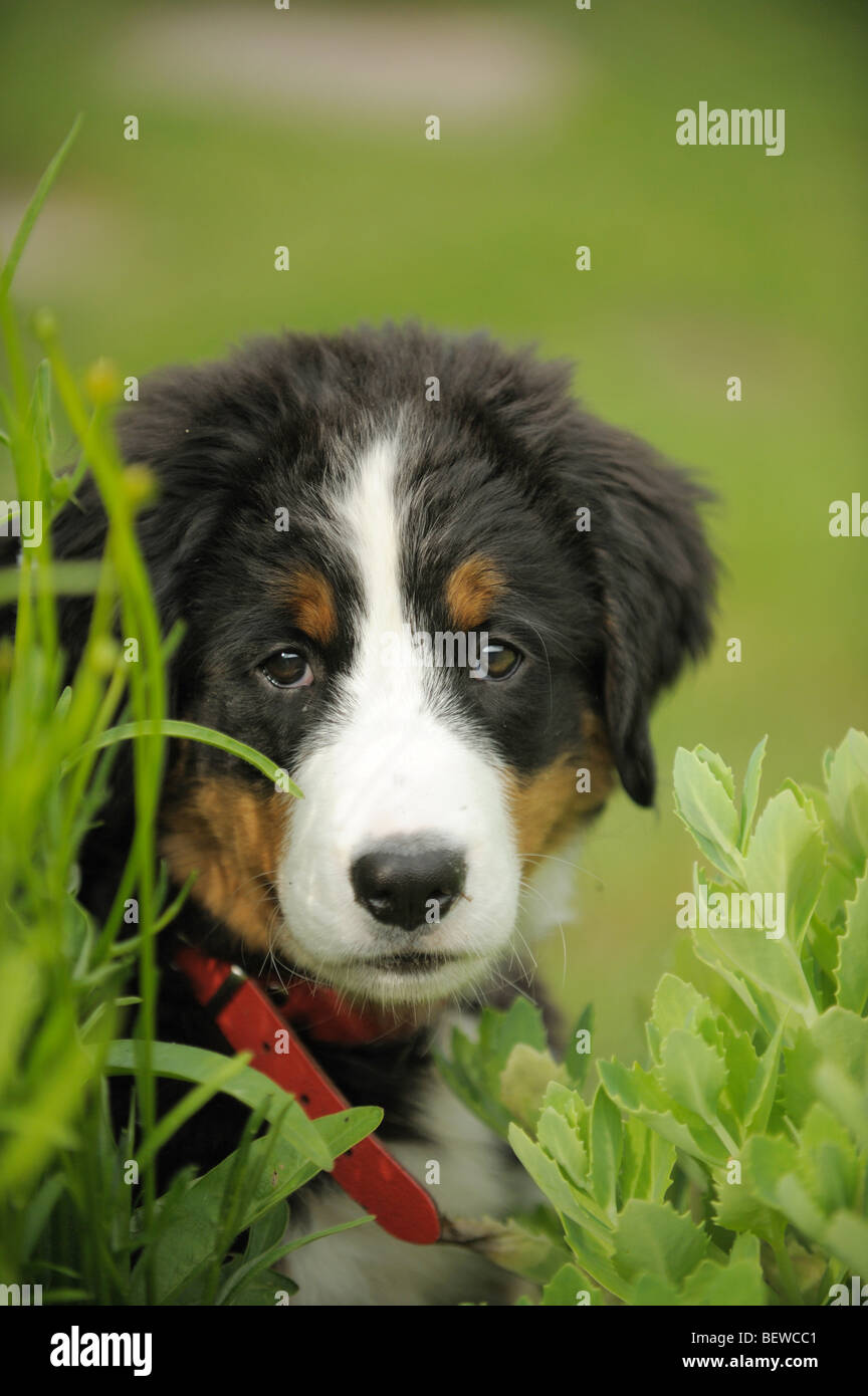 Chiot, portrait Banque D'Images