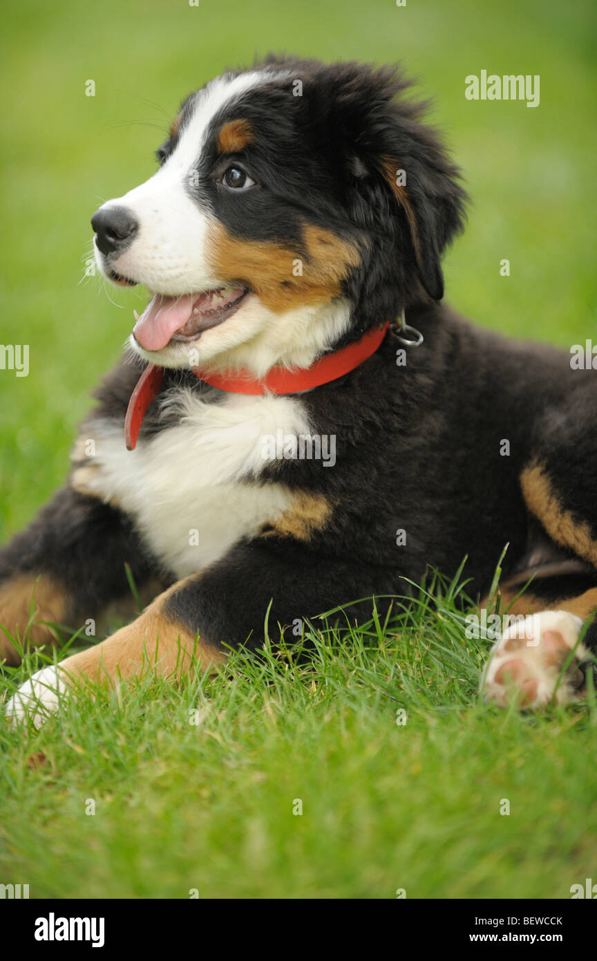 Chiot couché sur un pré Banque D'Images