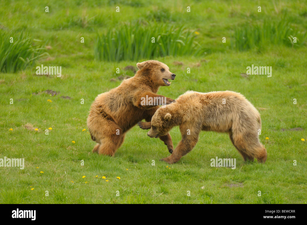 Deux ours bruns (Ursus arctos) jouant sur un pré, sideviews Banque D'Images