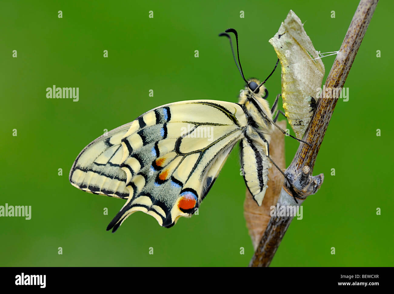 L'Ancien Monde nouvellement éclos Papilio machaon) assis sur tige, side view Banque D'Images