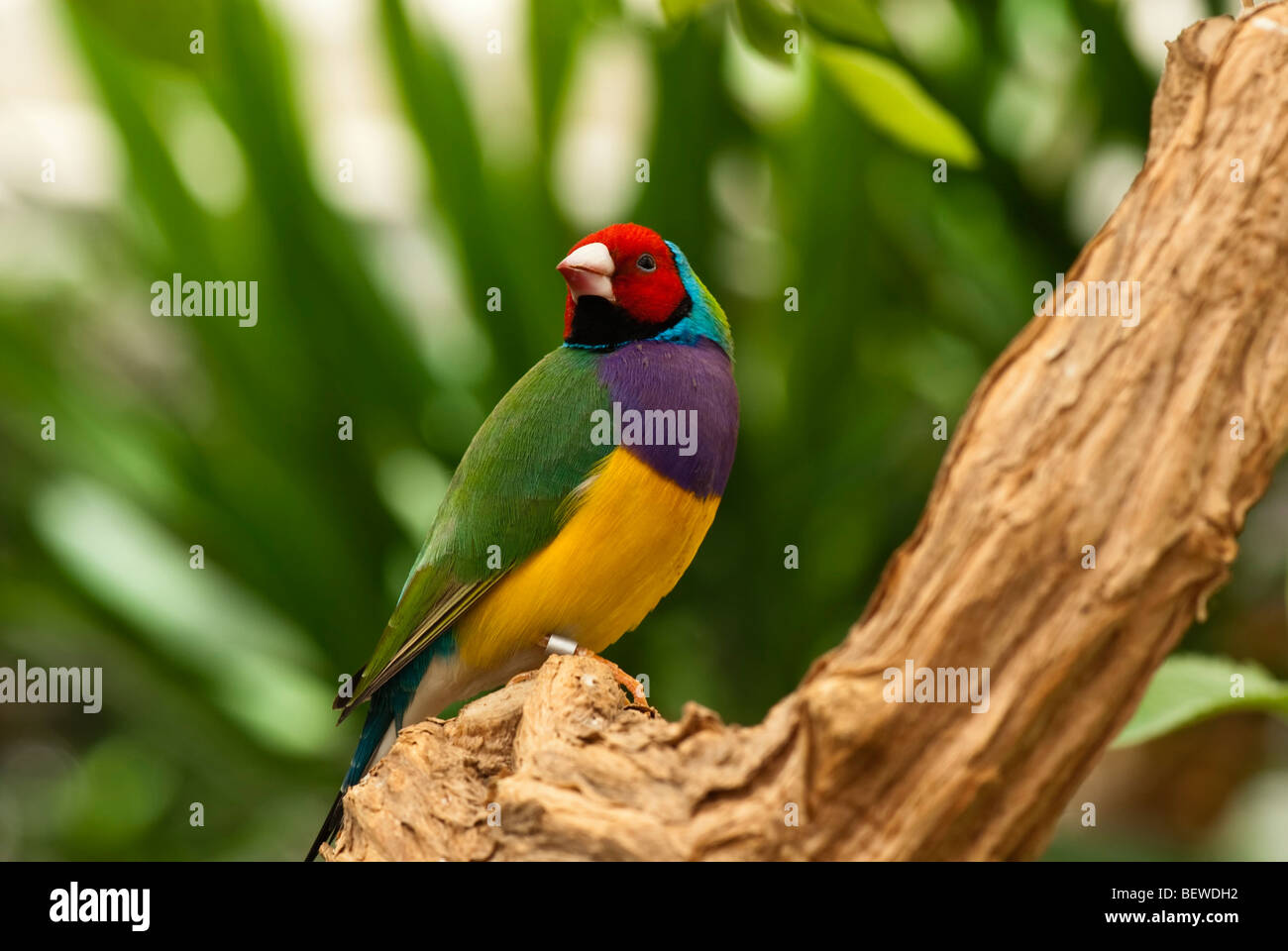 Gouldian Finch, Lady Gouldian Finch Roselin de Gould, assis sur une branche d'arbre, Schloss Sayn, Allemagne Banque D'Images