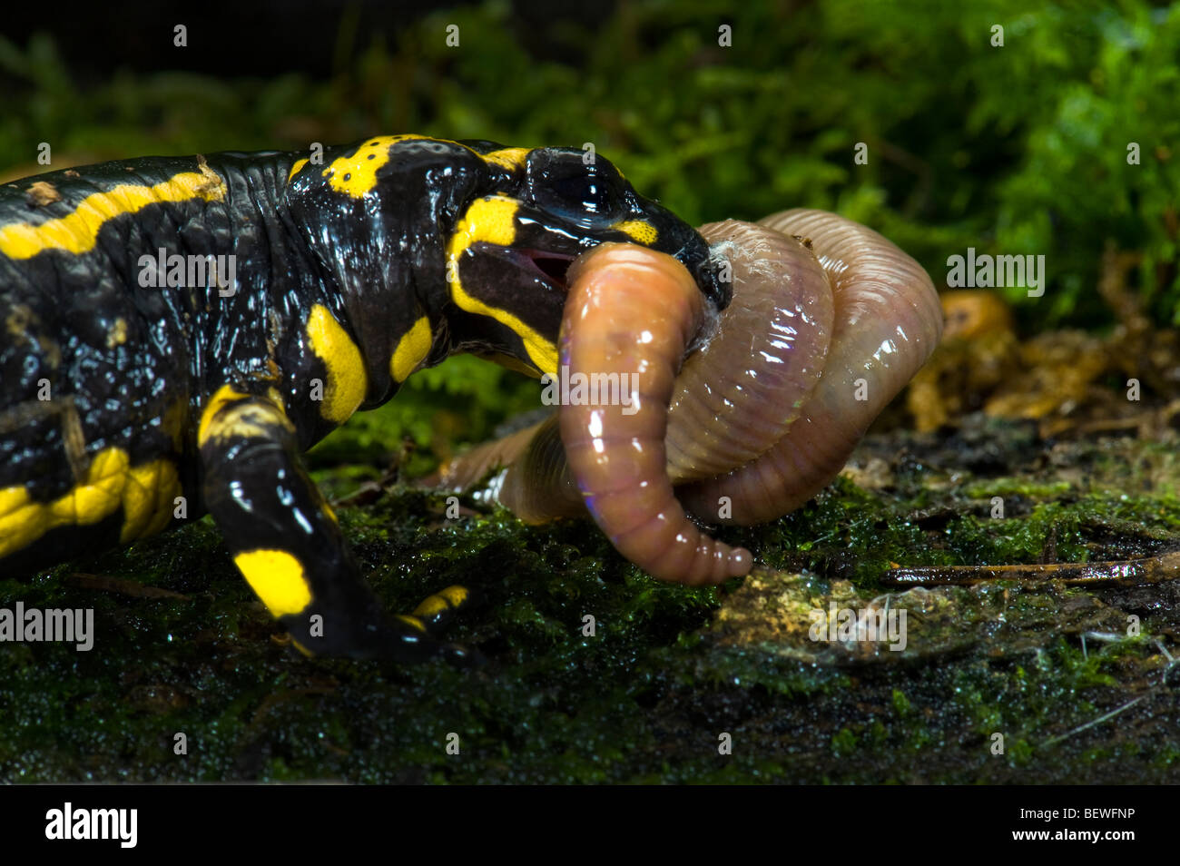 Salamandre terrestre Salamandra salamandra firesalamander la vraie alpine est de manger un ver de terre ver lutte la lutte contre le rouleau Banque D'Images