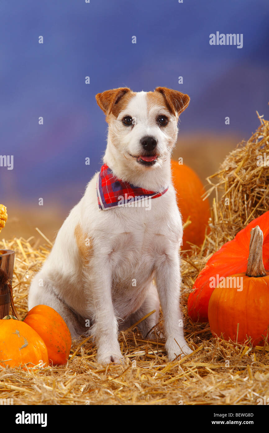 Parson Russell Terrier / paille, citrouilles, foulard Photo Stock - Alamy