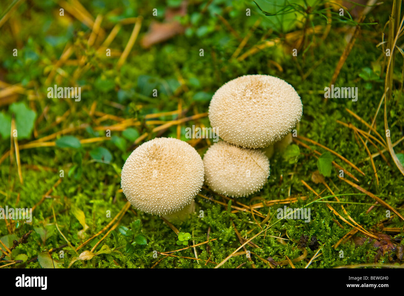 Mushroom on meadow bovist funghi champignon forêt Allemagne Europe 3 trois aliments naturels nature manger comestible mangeable moss puff puff ball Banque D'Images