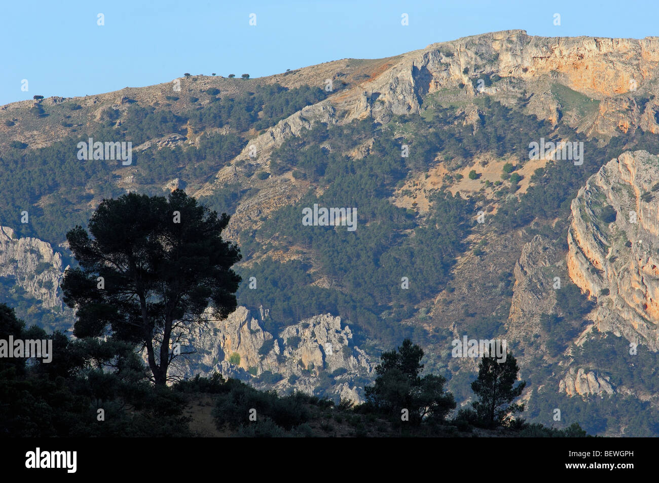 Paysage. Pino (laricio Pinus nigra). Sierra de Cazorla Segura y Las Villas Parc Naturel. Jaen province. L'Andalousie. Espagne Banque D'Images
