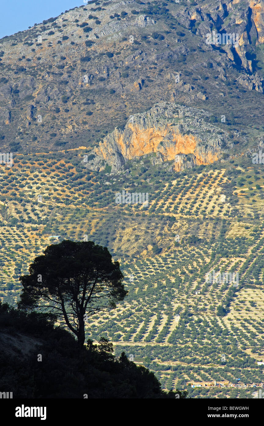 Paysage. Pino (laricio Pinus nigra). Sierra de Cazorla Segura y Las Villas Parc Naturel. Jaen province. L'Andalousie. Espagne Banque D'Images