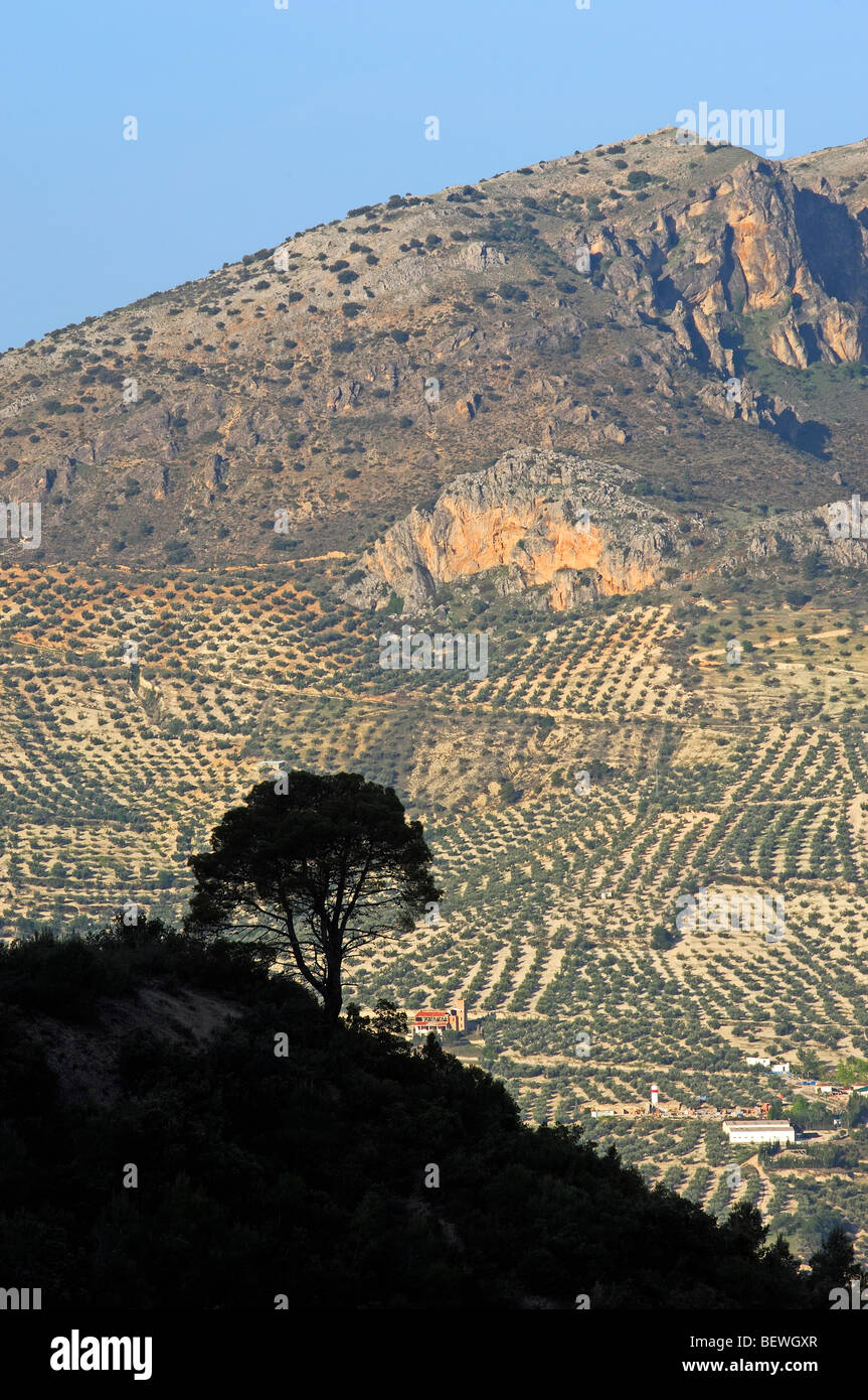 Paysage. Pino (laricio Pinus nigra). Sierra de Cazorla Segura y Las Villas Parc Naturel. Jaen province. L'Andalousie. Espagne Banque D'Images
