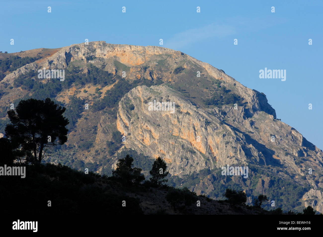 Paysage. Pino (laricio Pinus nigra). Sierra de Cazorla Segura y Las Villas Parc Naturel. Jaen province. L'Andalousie. Espagne Banque D'Images
