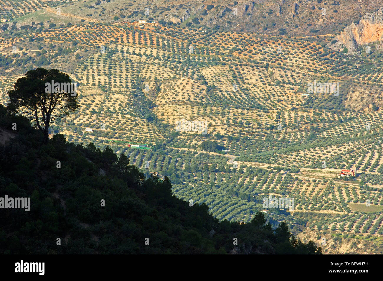 Paysage. Pino (laricio Pinus nigra). Sierra de Cazorla Segura y Las Villas Parc Naturel. Jaen province. L'Andalousie. Espagne Banque D'Images
