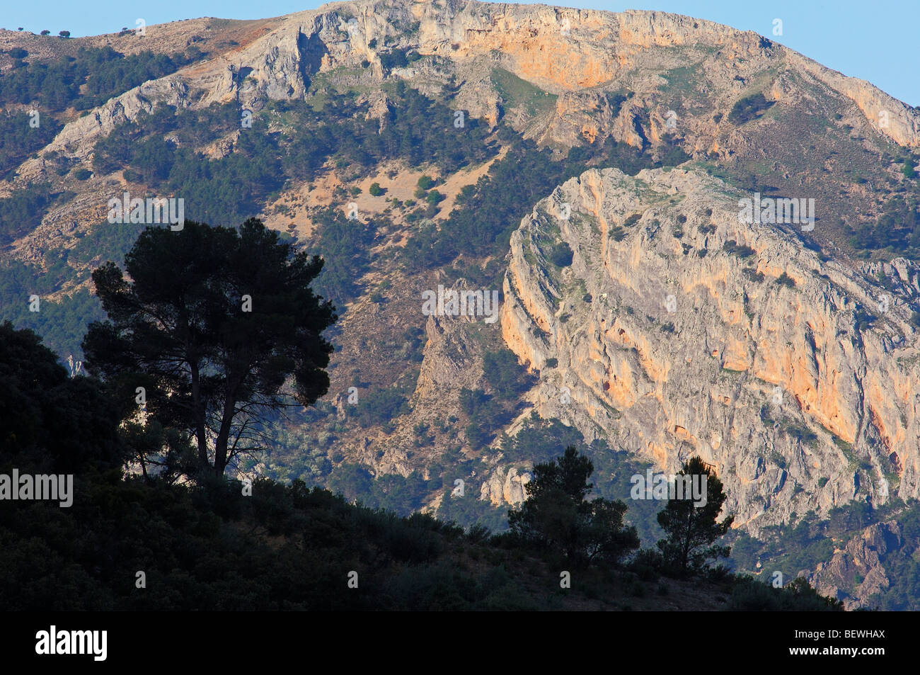 Paysage. Pino (laricio Pinus nigra). Sierra de Cazorla Segura y Las Villas Parc Naturel. Jaen province. L'Andalousie. Espagne Banque D'Images