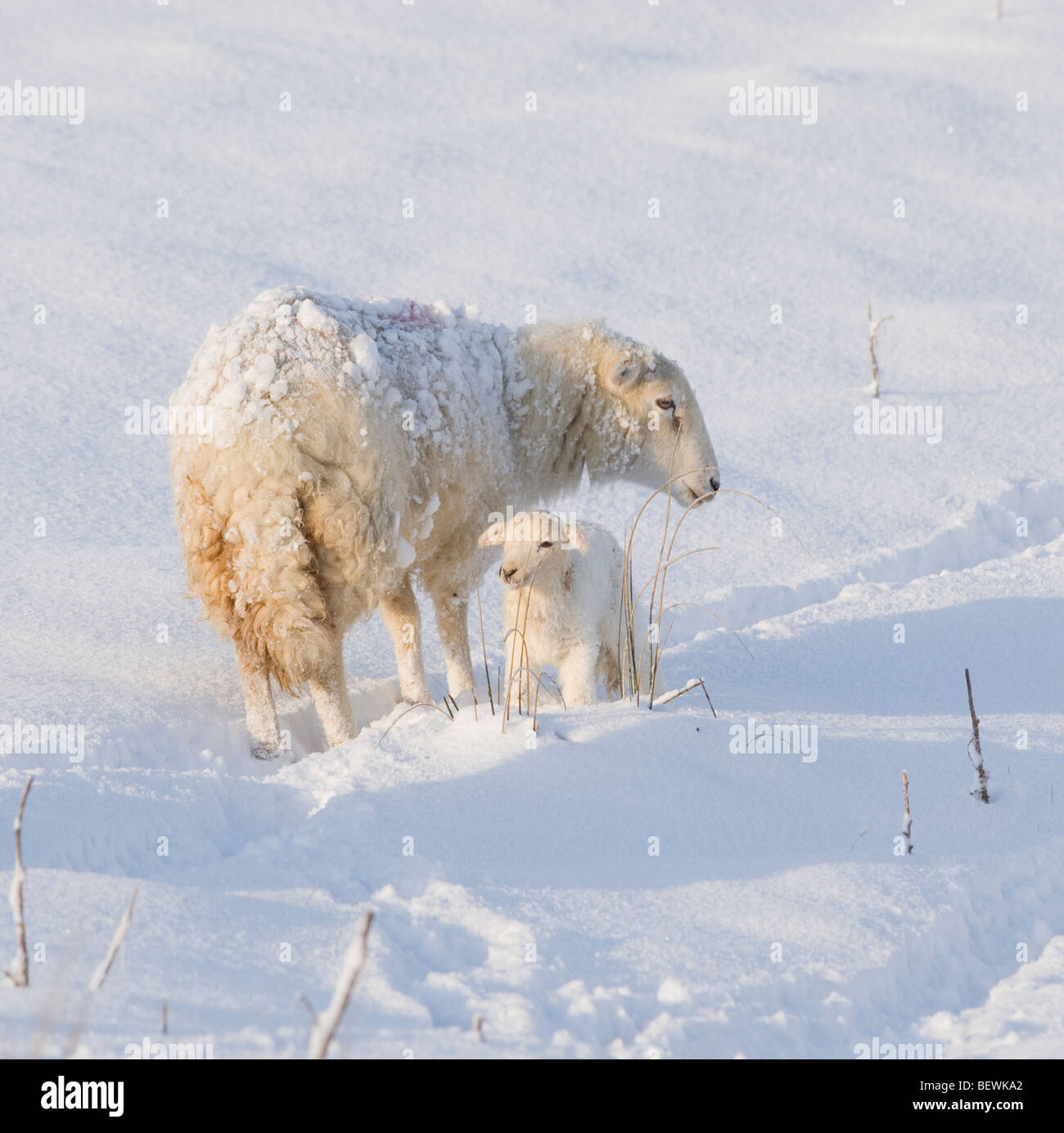 Brebis galloise avec de l'agneau dans la neige de printemps frais Banque D'Images